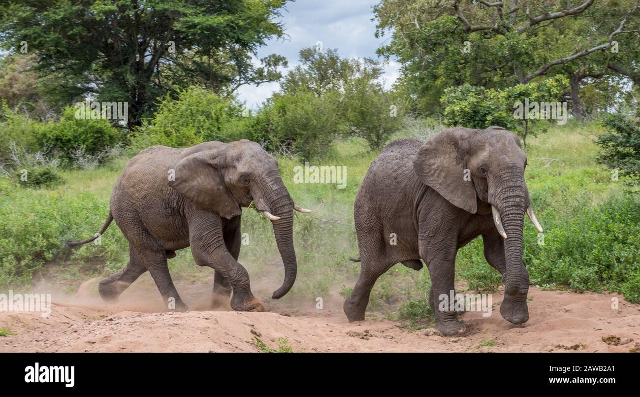 Zwei afrikanische Elefanten isolierten das laufen in einem trockenen Flussbettbild im horizontalen Format Stockfoto