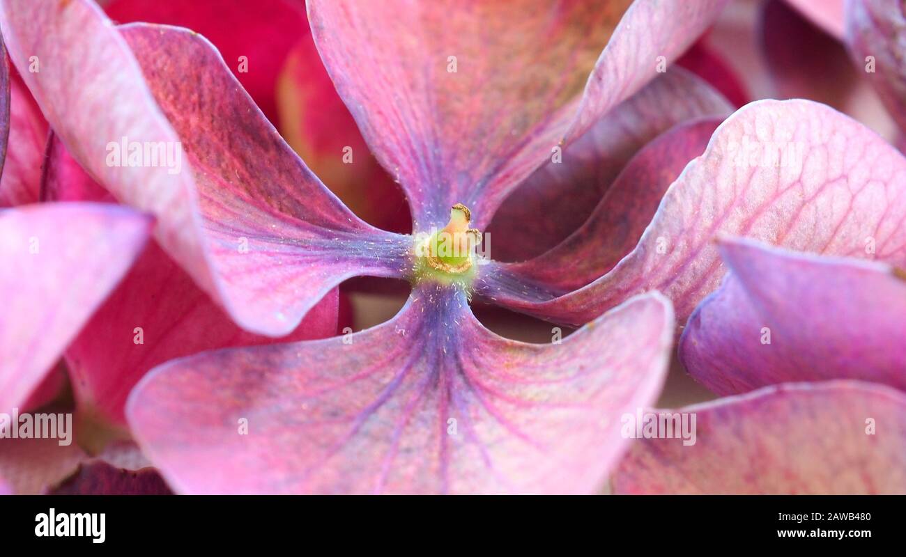 Hortensie Blütenblätter Stockfoto