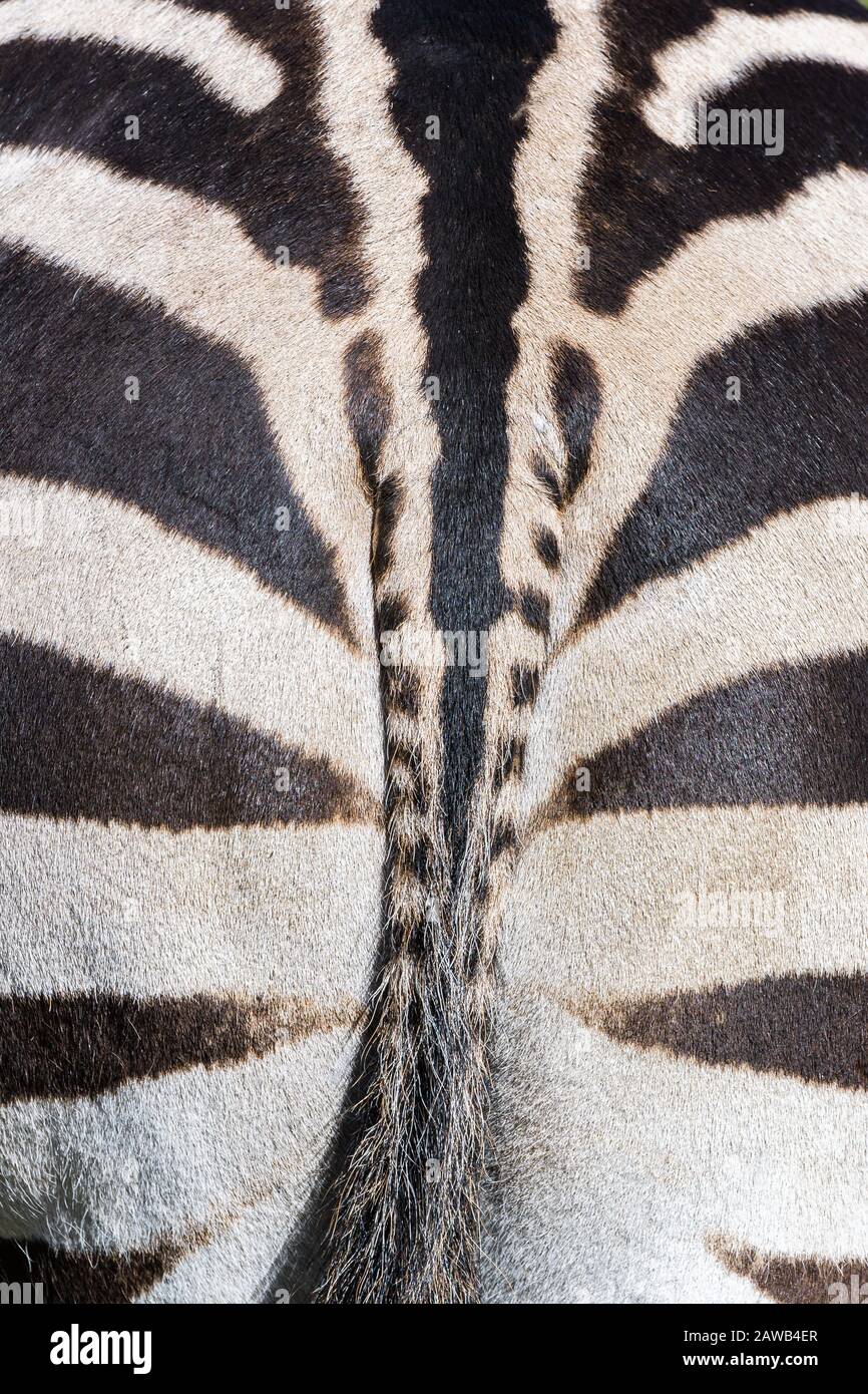 Markante Muster und Kontraste zeigen sich in den Hintervierteln eines Fütterzebras im Western Plains Zoo in Dubbo, Australien. Stockfoto