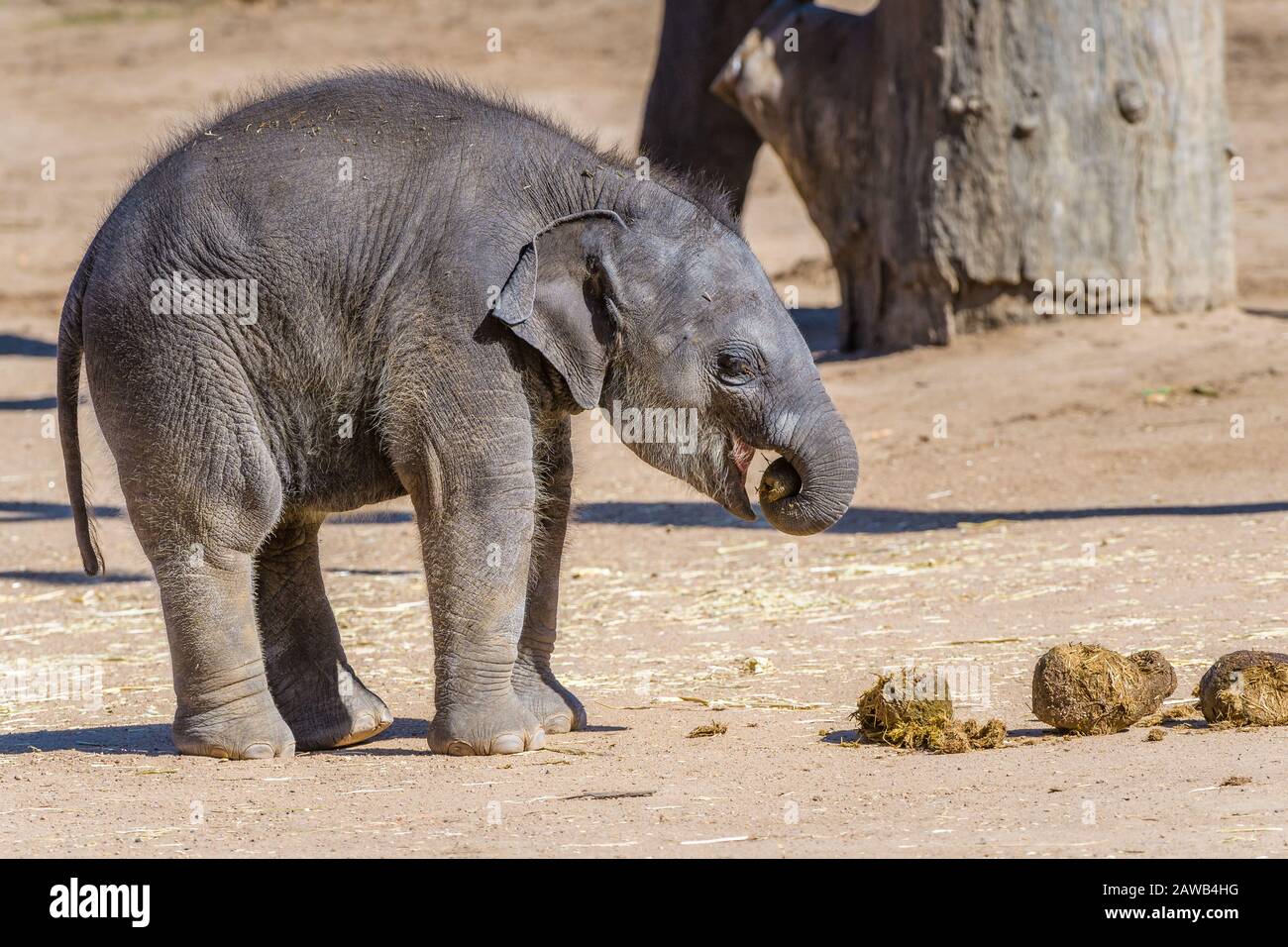 Australiens neuestes asiatisches Elefantenkalb im Dubbo Zoo, das den Stuhl seiner Mutter isst, um Darmfunktion, Gesundheit und Widerstand zu verbessern. Stockfoto