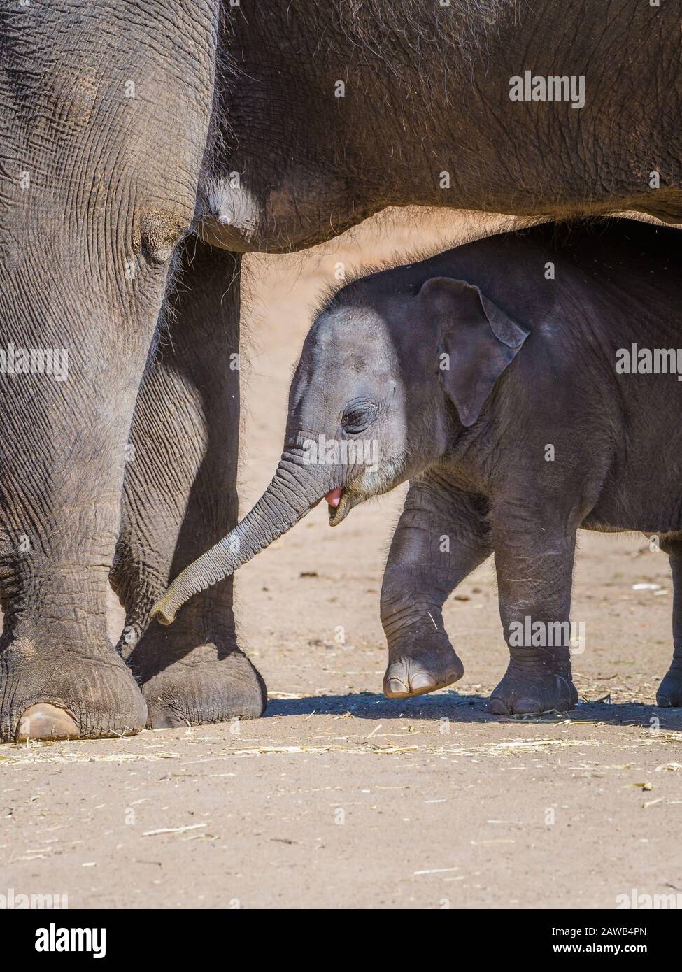 Neugeborenes asiatisches Elefantenkalb, das Schutz und Komfort zwischen den Beinen seiner Mutter im Dubbo's Western Plains Zoo in Australien sucht. Stockfoto