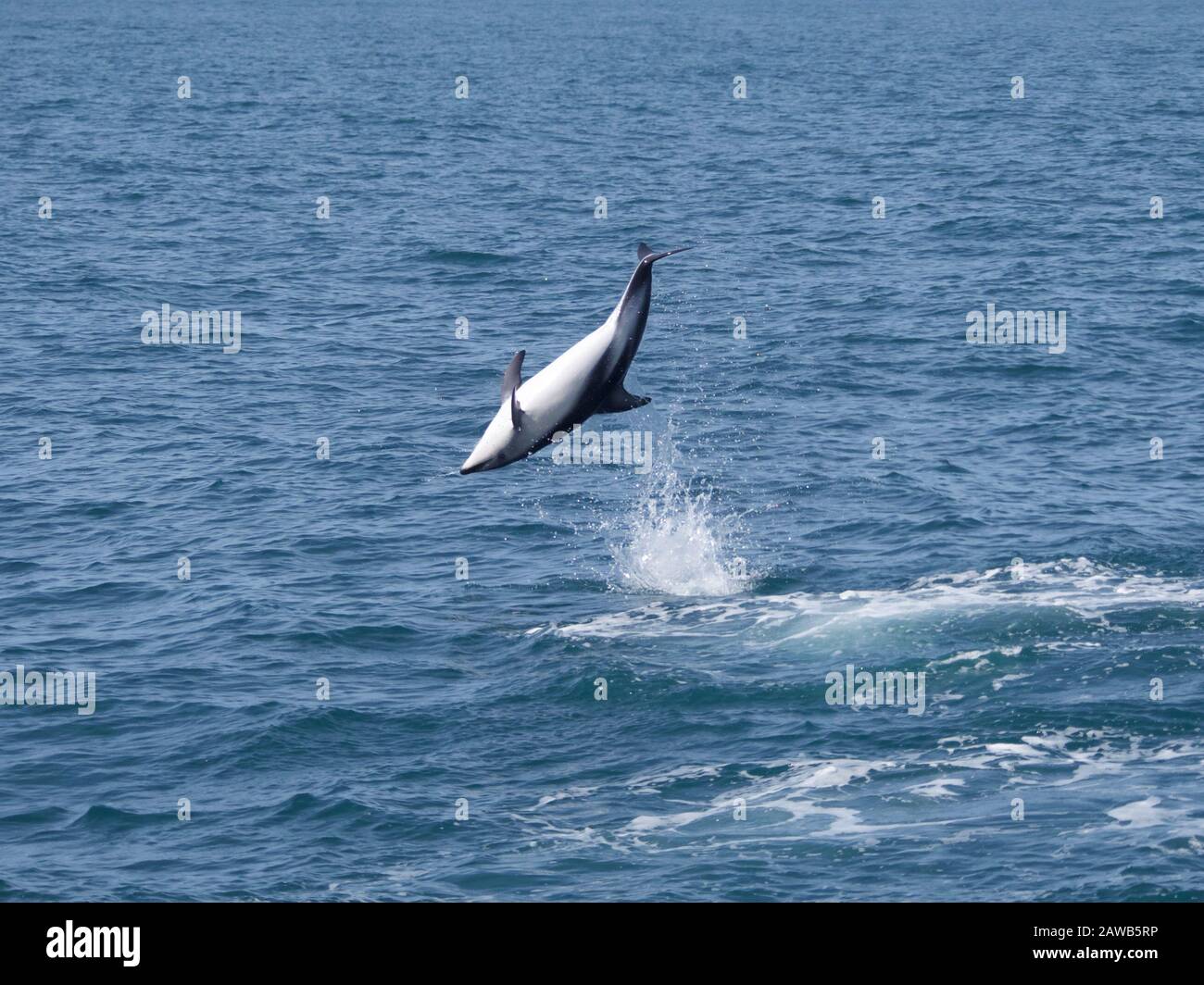 Duschiger Delphin (Lagenorhynchus obscurus), der aus dem Wasser vor der Küste von Kaikoura, Neuseeland, springt Stockfoto