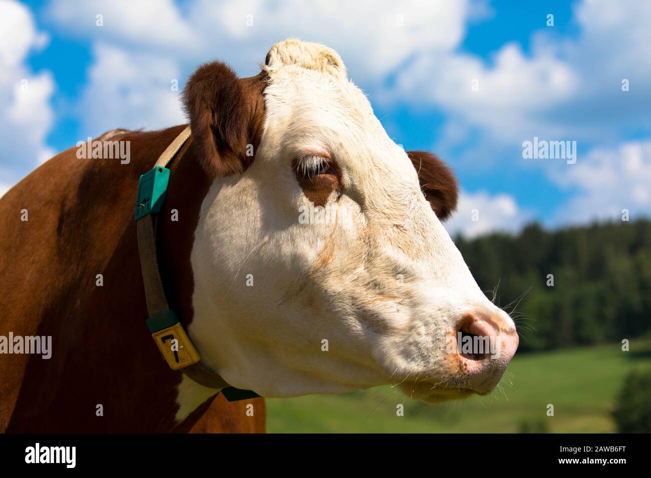 Porträt einer Kuh über einem blauen Himmel Stockfoto