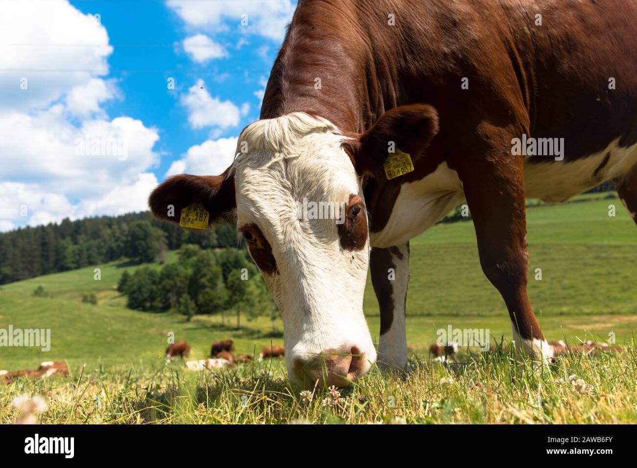 Profilporträt der Kuh auf dem Hintergrund des grünen Feldes. Lustige Kuh auf Kuhfarm. Stockfoto