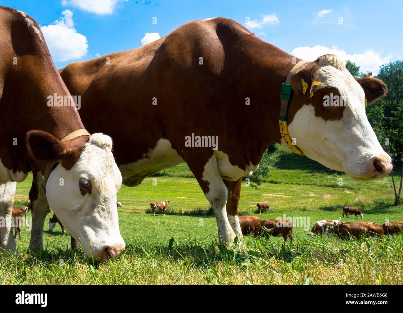 Porträt der Kuh über einem blauen Himmel Stockfoto
