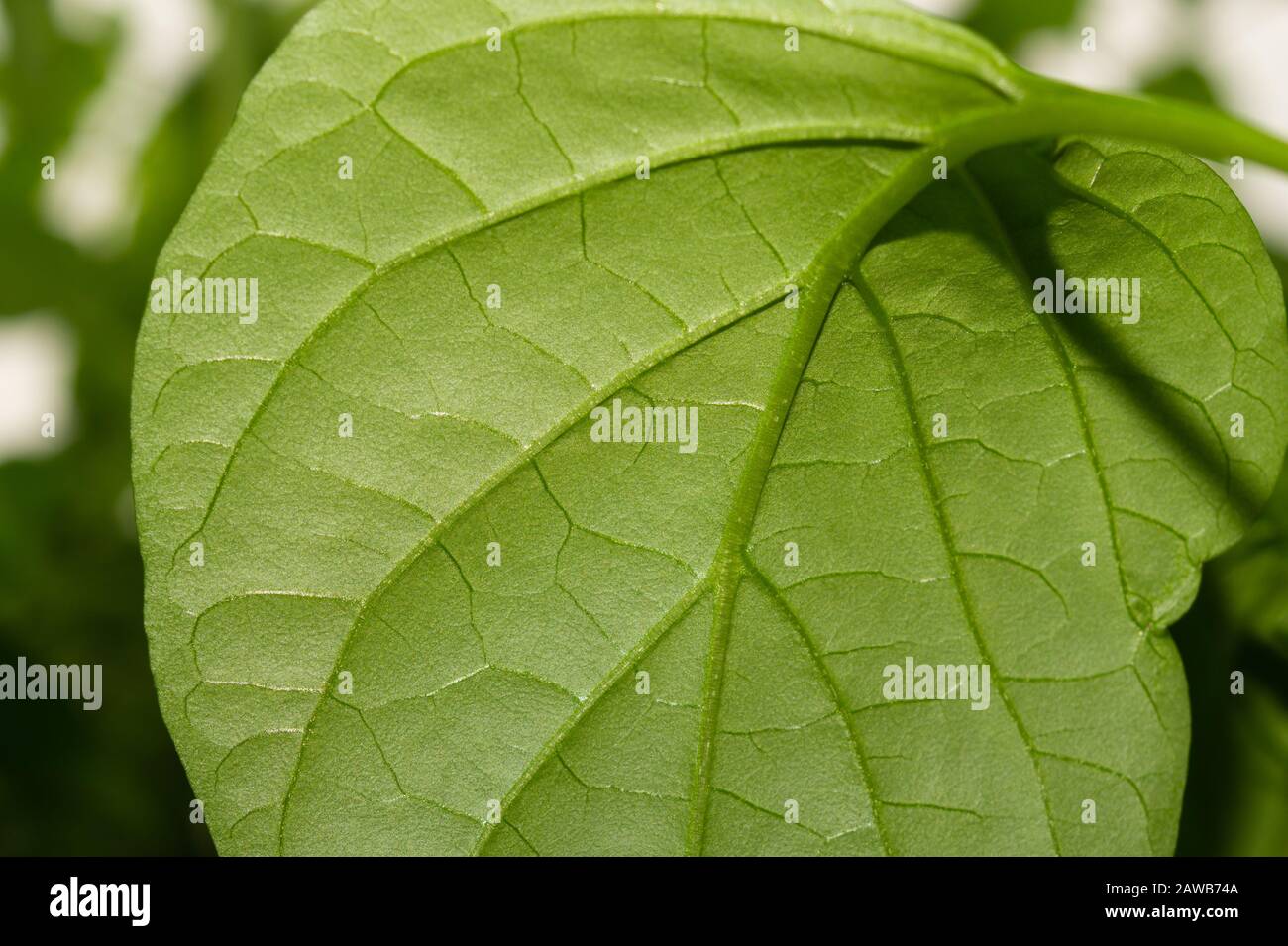 Paprikapflanzenblatt naht. Süßes Pfefferwachstum. Organischer Anbau Stockfoto