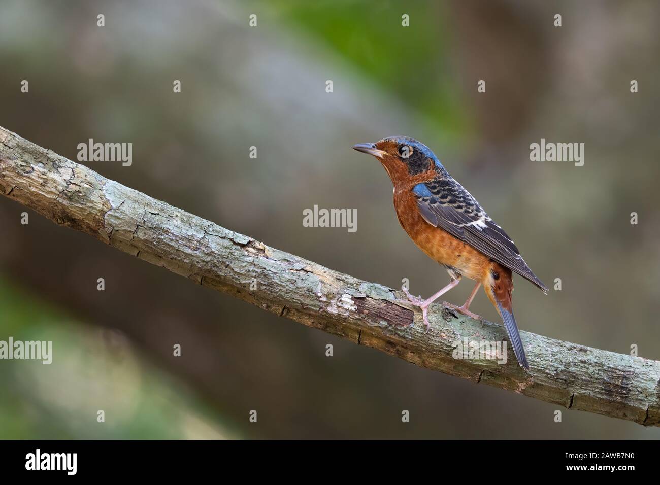 Der Weißkehlige Felskröhrling (Monticola gularis) ist eine Vogelart in der Familie der Muscicapiden der Ordnung Passeriformes. Stockfoto