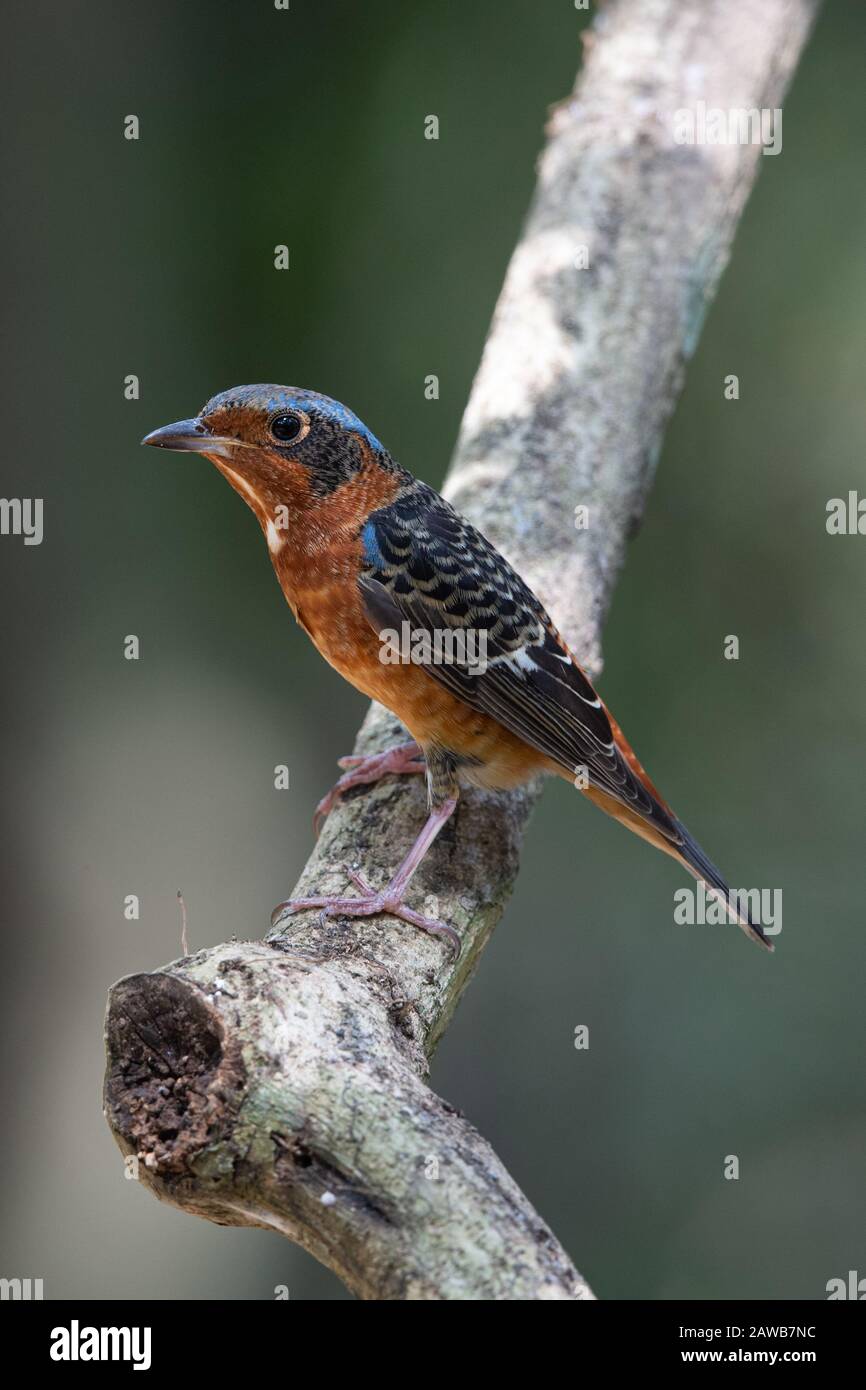 Der Weißkehlige Felskröhrling (Monticola gularis) ist eine Vogelart in der Familie der Muscicapiden der Ordnung Passeriformes. Stockfoto