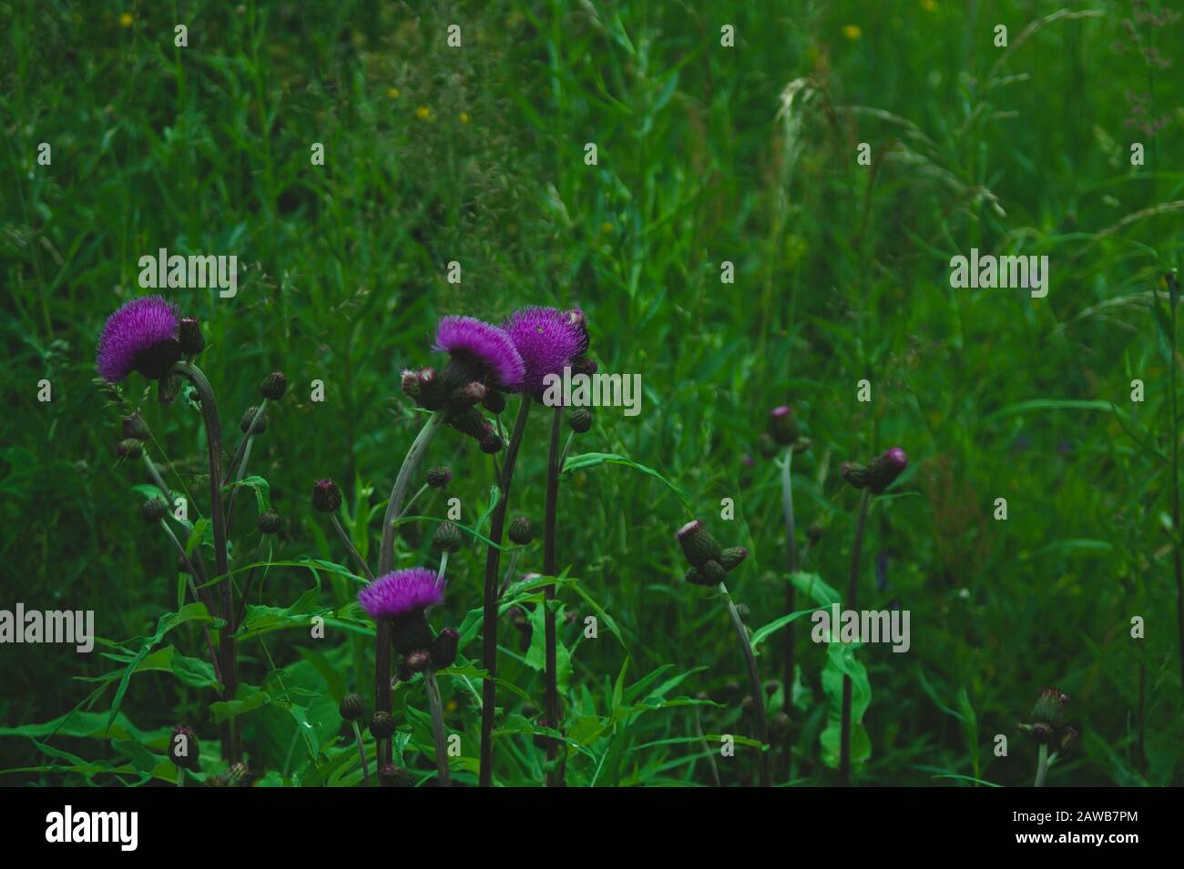 Laub im Wald abstrakter Hintergrund: Frische Gras- und Blumentextur Stockfoto