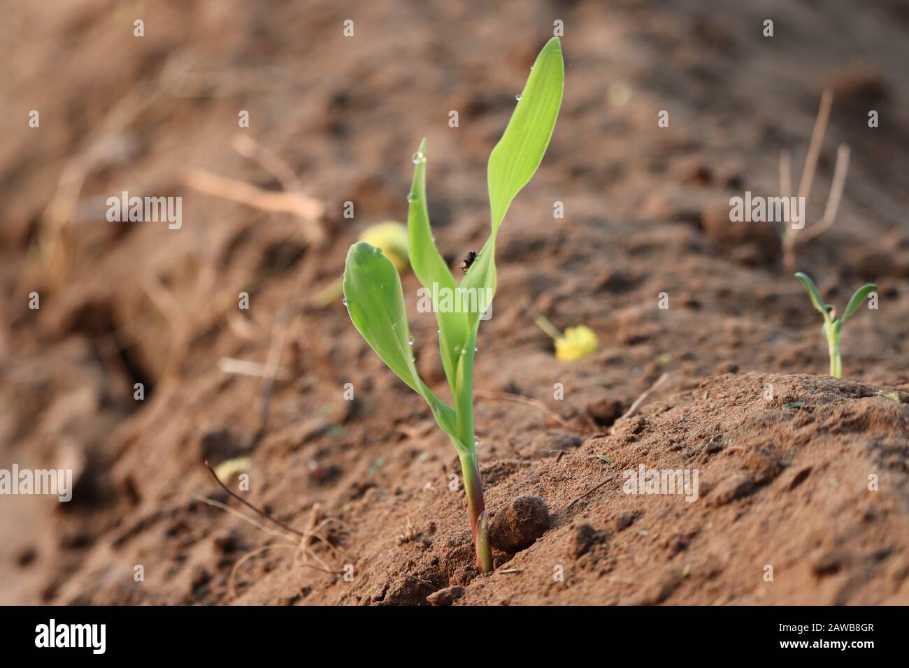 Nahaufnahme einer grünen Mais- oder Maispflanze in der Landwirtschaft am Morgen Sonnenlicht mit unscharfen Sandhintergründen, Pflanzen im Freien in der Natur Stockfoto