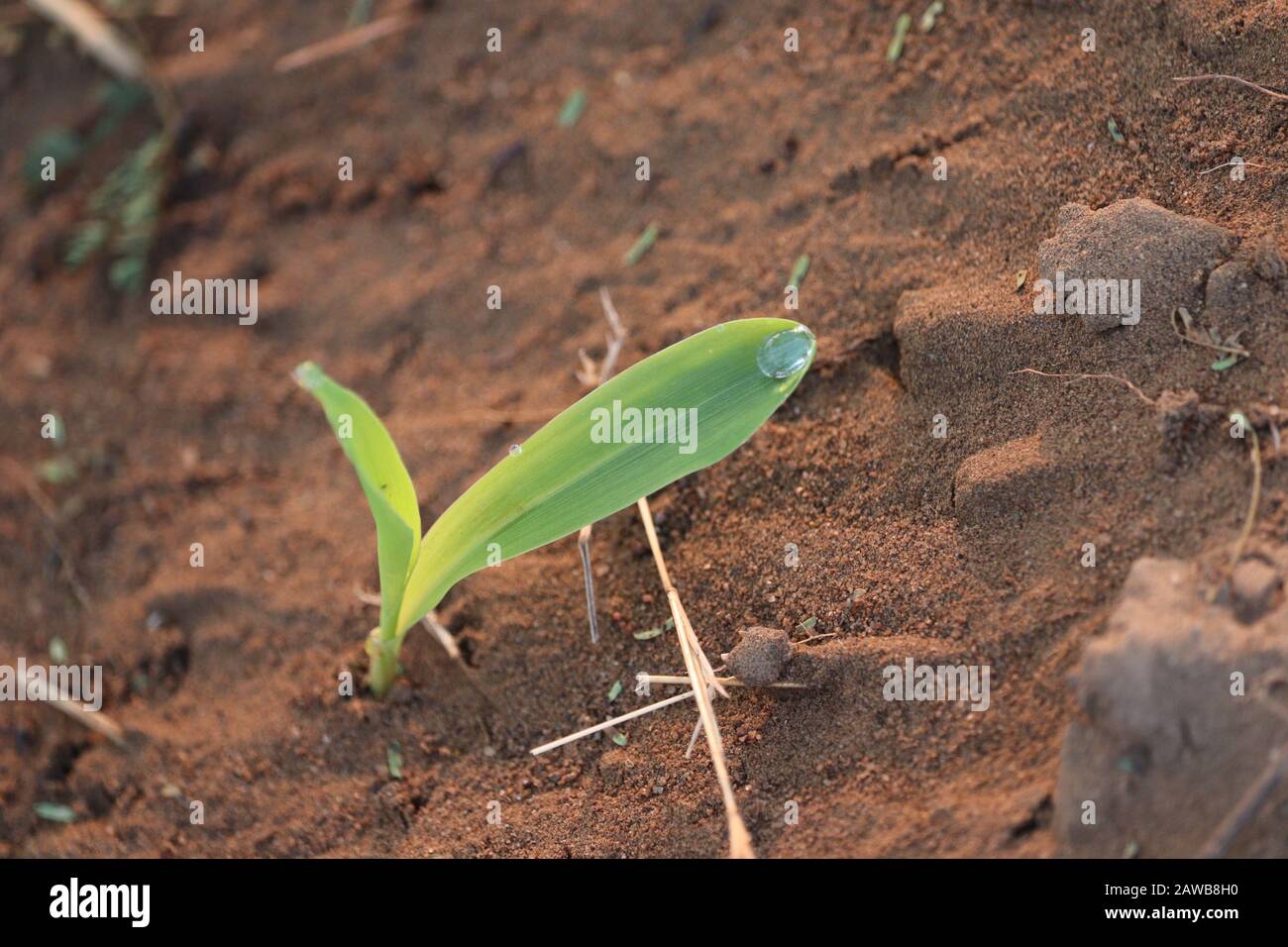 Nahaufnahme einer grünen Maispflanze in der Landwirtschaft am Morgen Sonnenlicht mit Weichsand und Wasser auf grünem Blatthintergrund, Pflanzen im Freien in der Natur Stockfoto