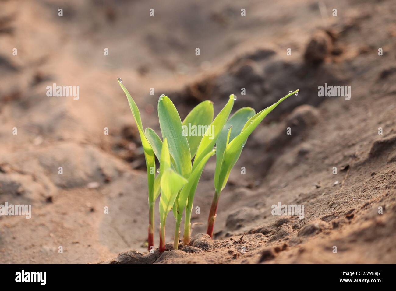 Nahaufnahme einer grünen Mais- oder Maispflanze in der Landwirtschaft am Morgen Sonnenlicht mit Weichsand und Wassertropfen auf Blatthintergrund, Pflanzen im Freien in n Stockfoto