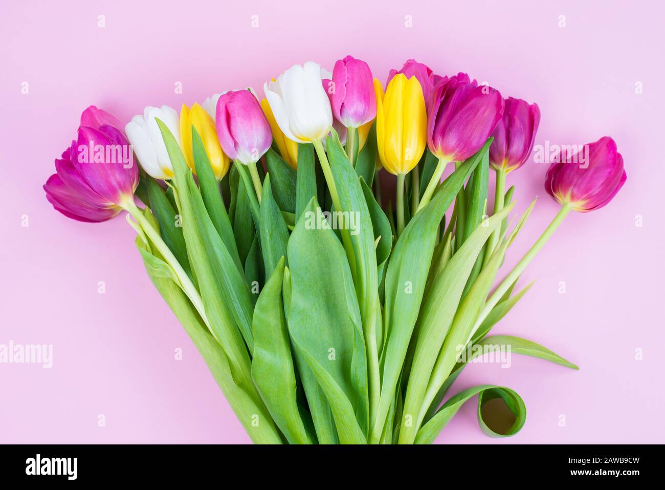 Drücken Sie Ihr Gefühl und Ihre gute Stimmung aus, indem Sie einen schönen Blumenstrauß mit lebendigen Blumen geben. Oben Foto von schönen Tulpen isoliert auf Pastellfarben Bac Stockfoto