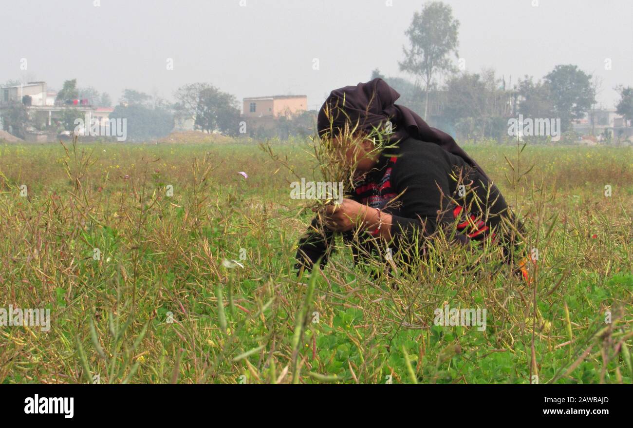 Agrarfotografie von Rupandehi, Nepal Stockfoto