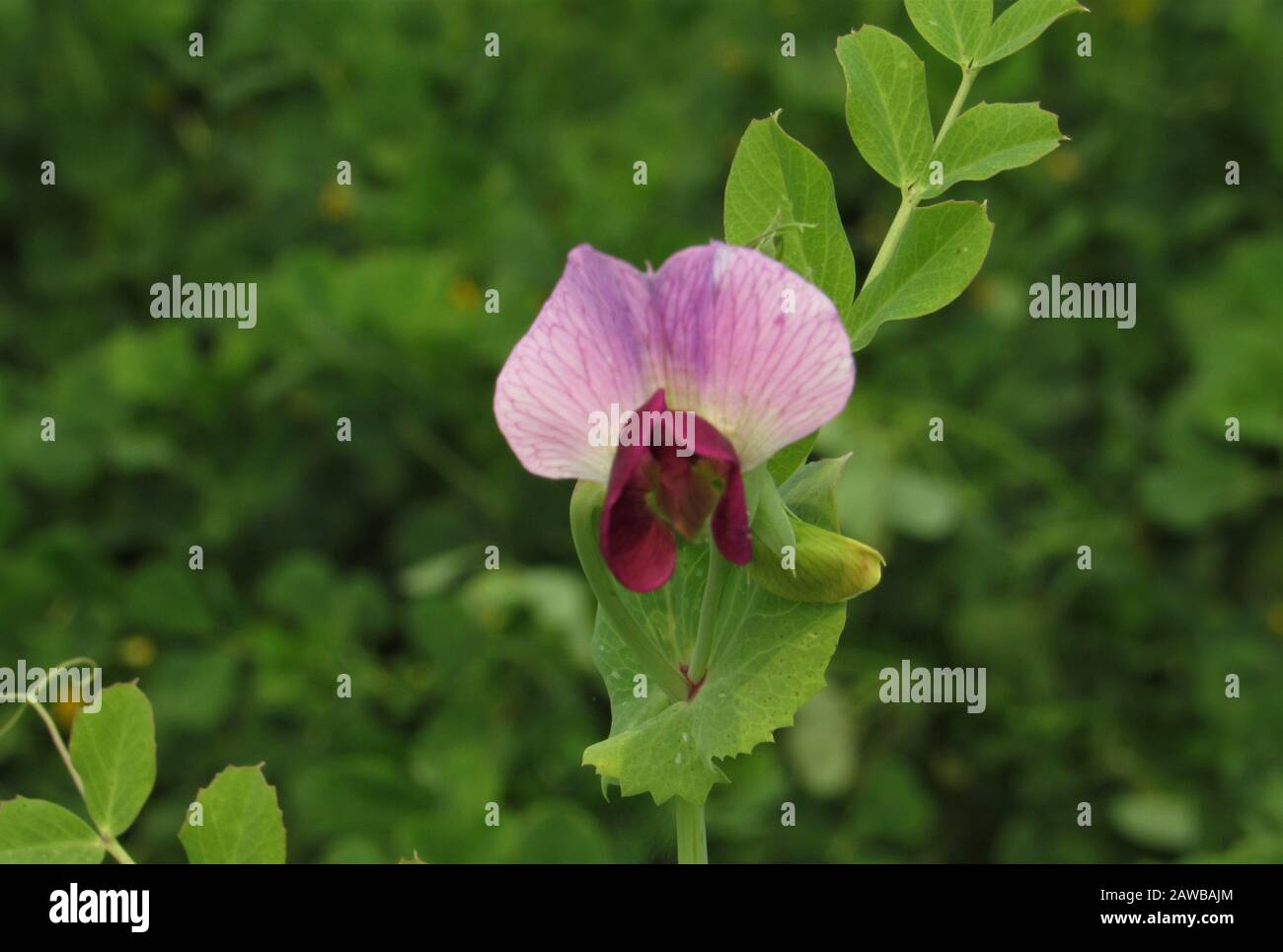 Agrarfotografie von Rupandehi, Nepal Stockfoto