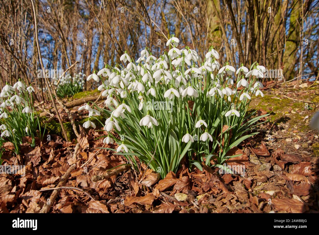 Schneefälle (Galanthus nivalis) wachsen am Straßenrand in East Yorkshire, England, Großbritannien, GB. Stockfoto