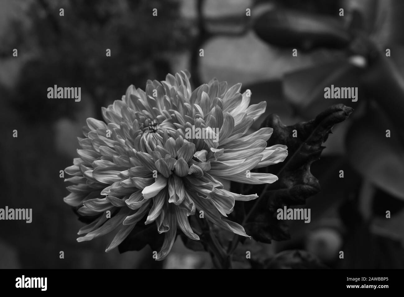 Makro mit Chrysanthemumblumen. Florale Textur. Blumenblüten schließen sich an. Schwarz und weiß Stockfoto
