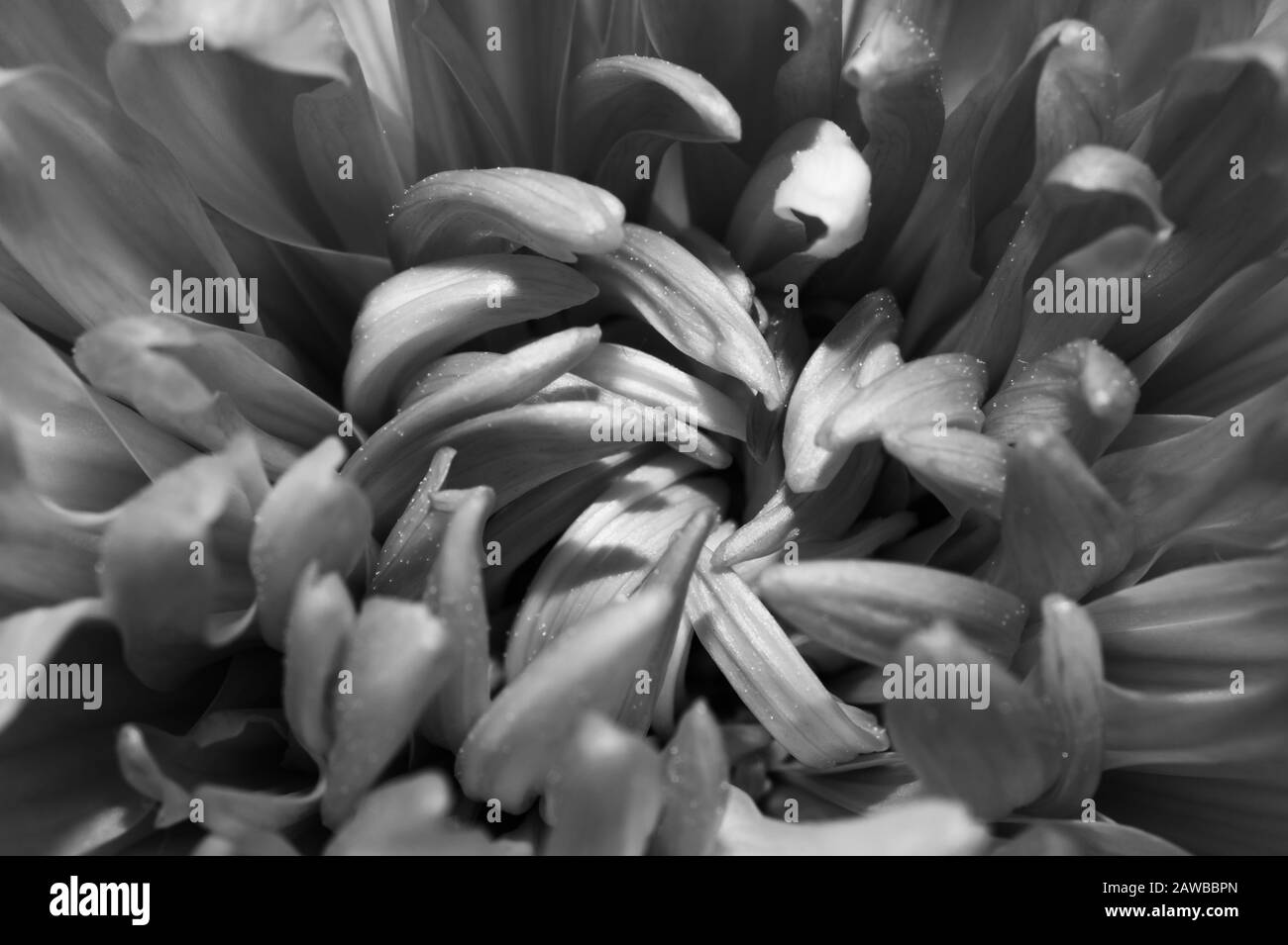 Makro mit Chrysanthemumblumen. Florale Textur. Blumenblüten schließen sich an. Schwarz und weiß Stockfoto