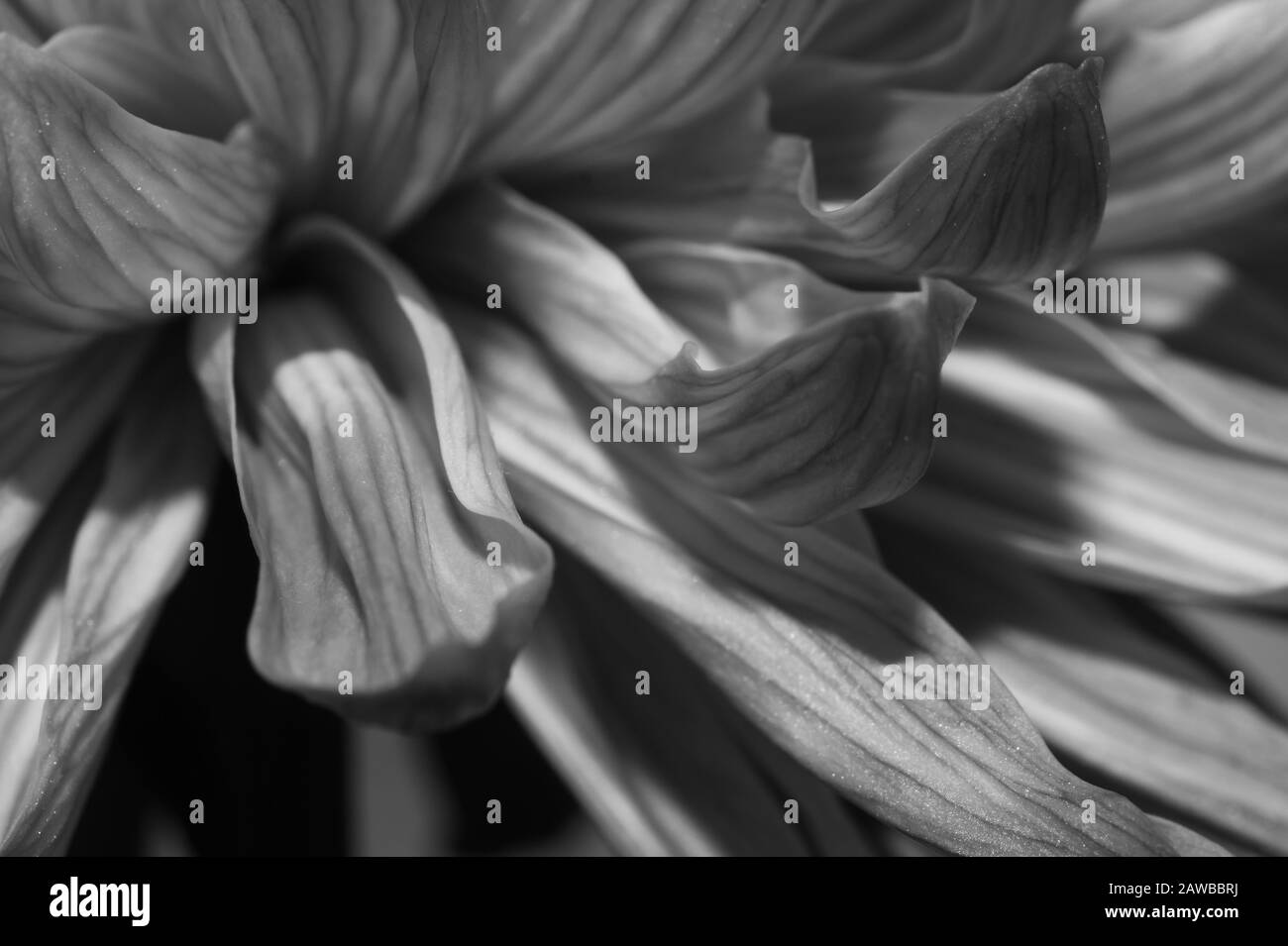 Makro mit Chrysanthemumblumen. Florale Textur. Blumenblüten schließen sich an. Schwarz und weiß Stockfoto