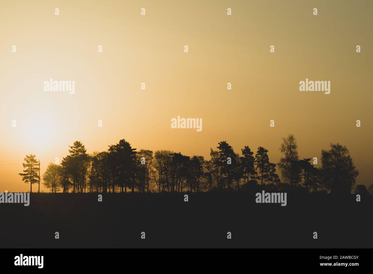 Silhouette der Bäume bei Sonnenuntergang, Sonne hinter dem Wald, Abendlandschaft Stockfoto