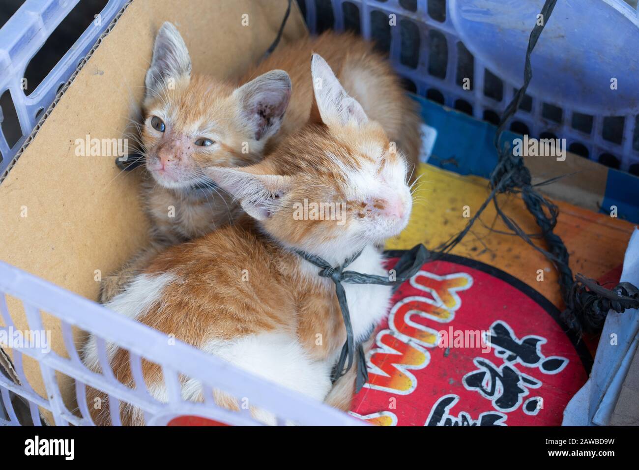 Kätzchen mit einem provisorischen Halsband, der innerhalb einer Kiste auf einer Straße in Cebu City, Philippinen, gebunden ist. Ein Kätzchen kann seine Augen aufgrund einer Infektion nicht öffnen. Stockfoto