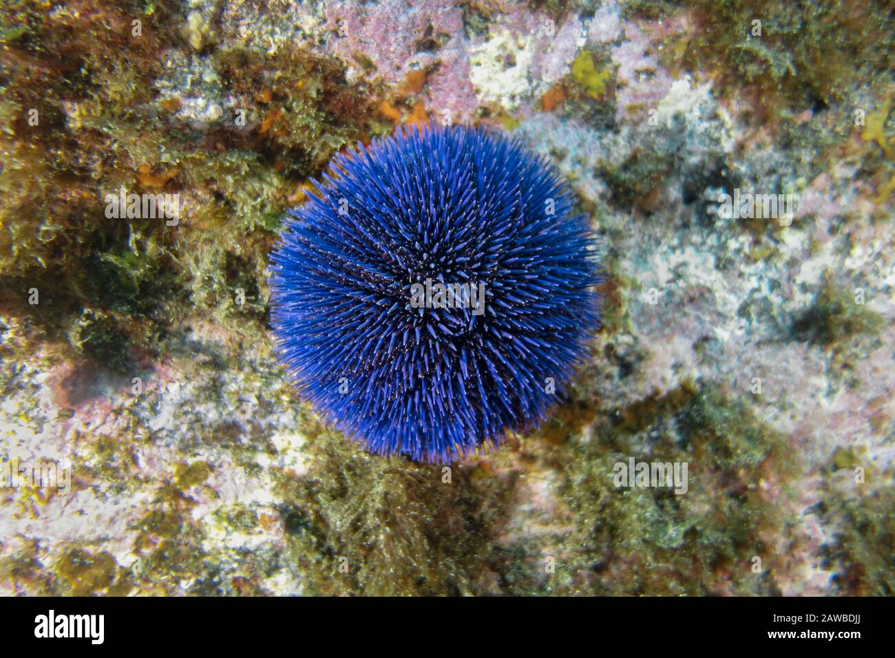 Ourchin-oursin violett (Paracentrotus lividus), Pico Island, Azoren Archipel. Stockfoto