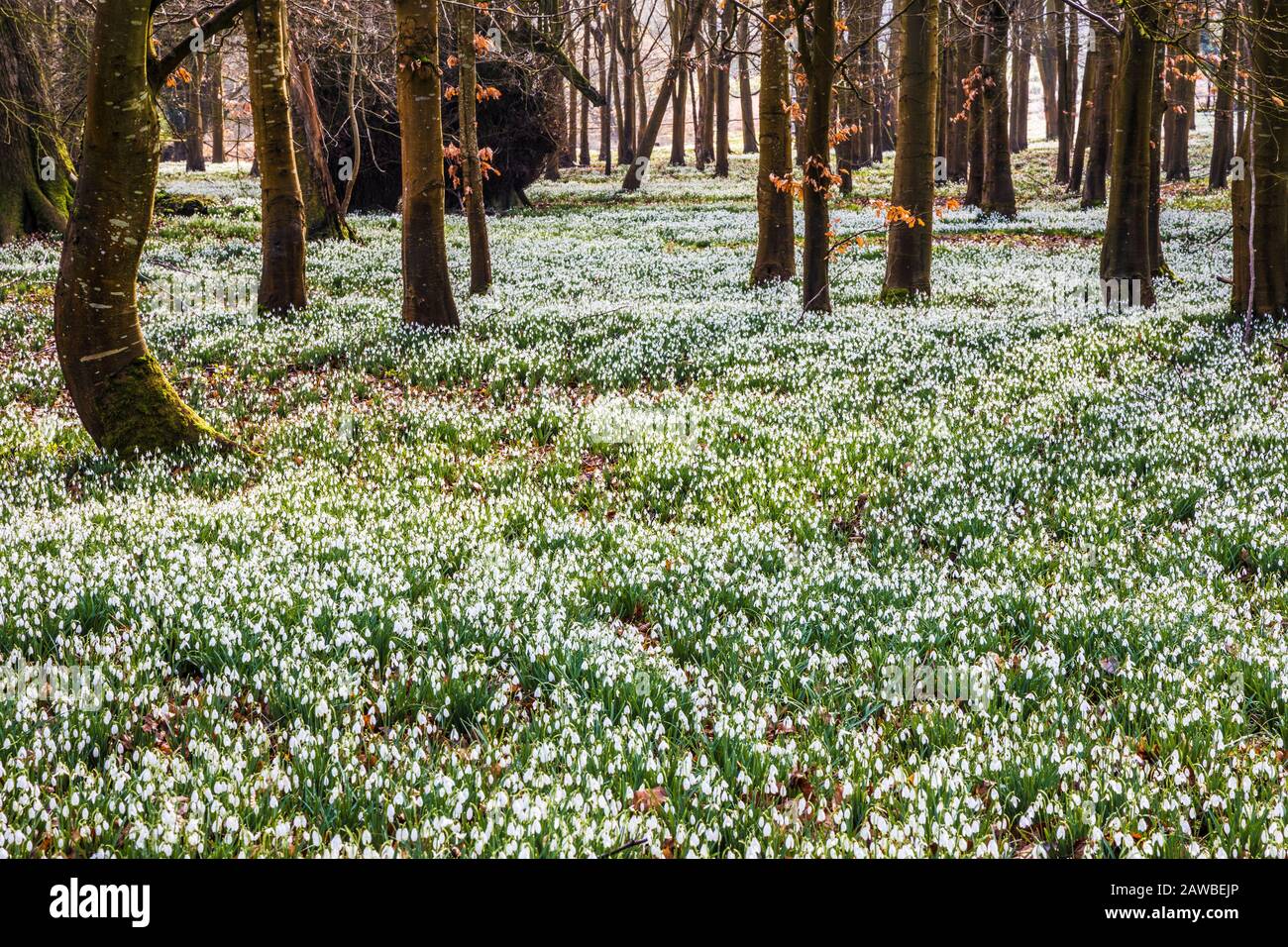 Schneefälle im Welford Park in Berkshire. Stockfoto