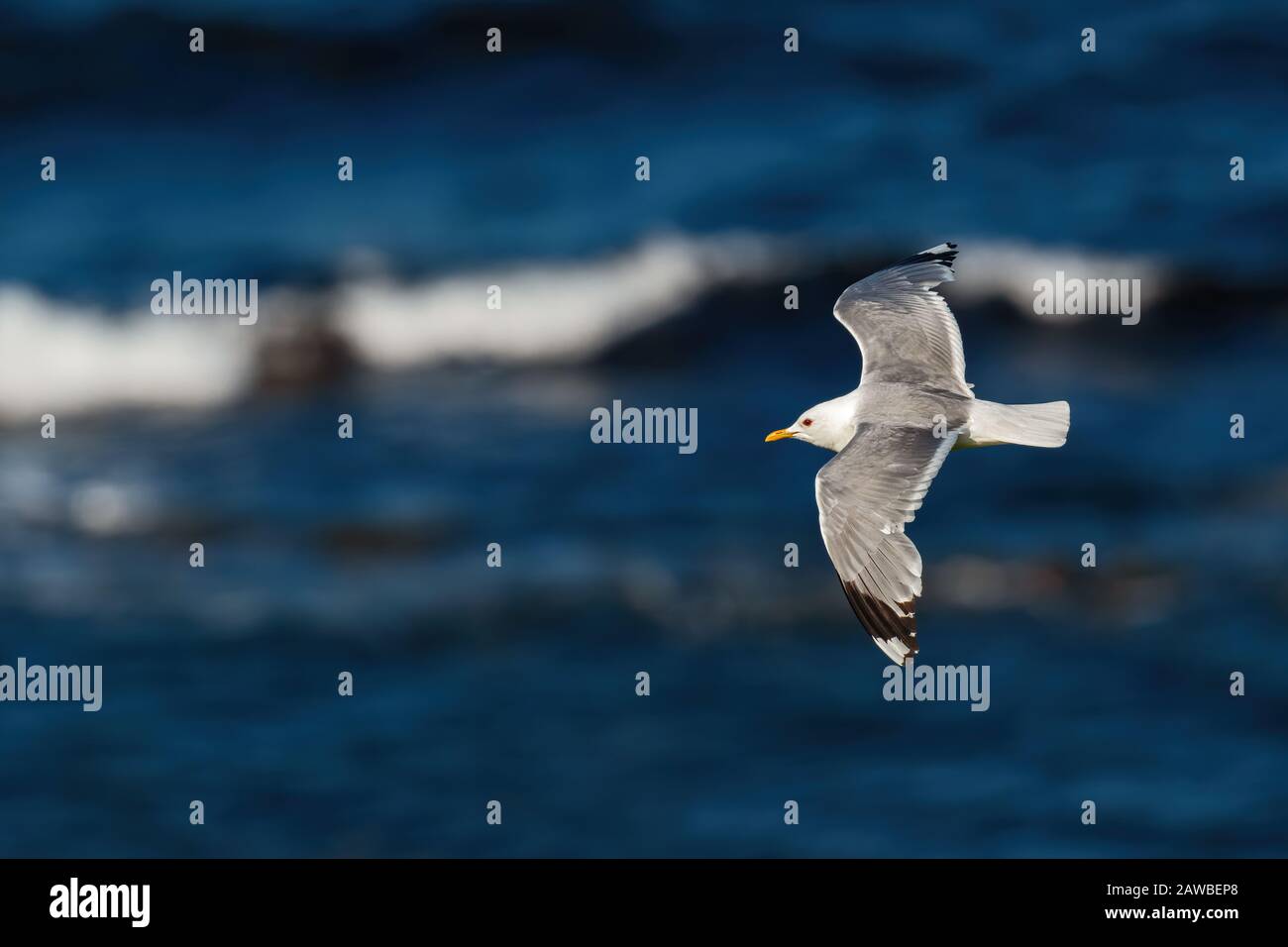 Common Gull - Larus Canus, schöne gemeine Möwe von nordeuropäischen Meer- und Meeresküsten, Runde, Norwegen. Stockfoto