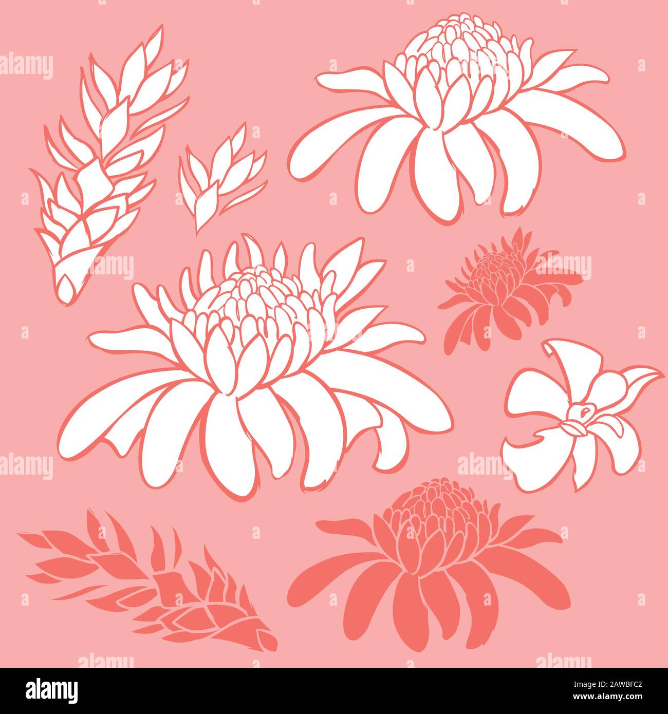 Vektor tropische Fackel Ingwer Blumen Elemente. Geeignet für Broschüren, Poster und Einladungskarten. Stock Vektor