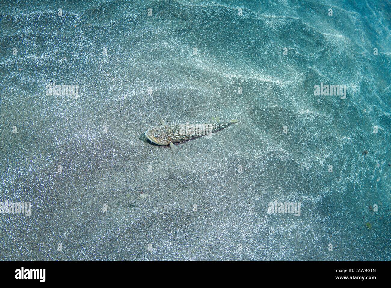 Bluestrife Eidechardfish-poisson lézard (Synodus saurus), Pico Island, Azoren Archipel. Stockfoto