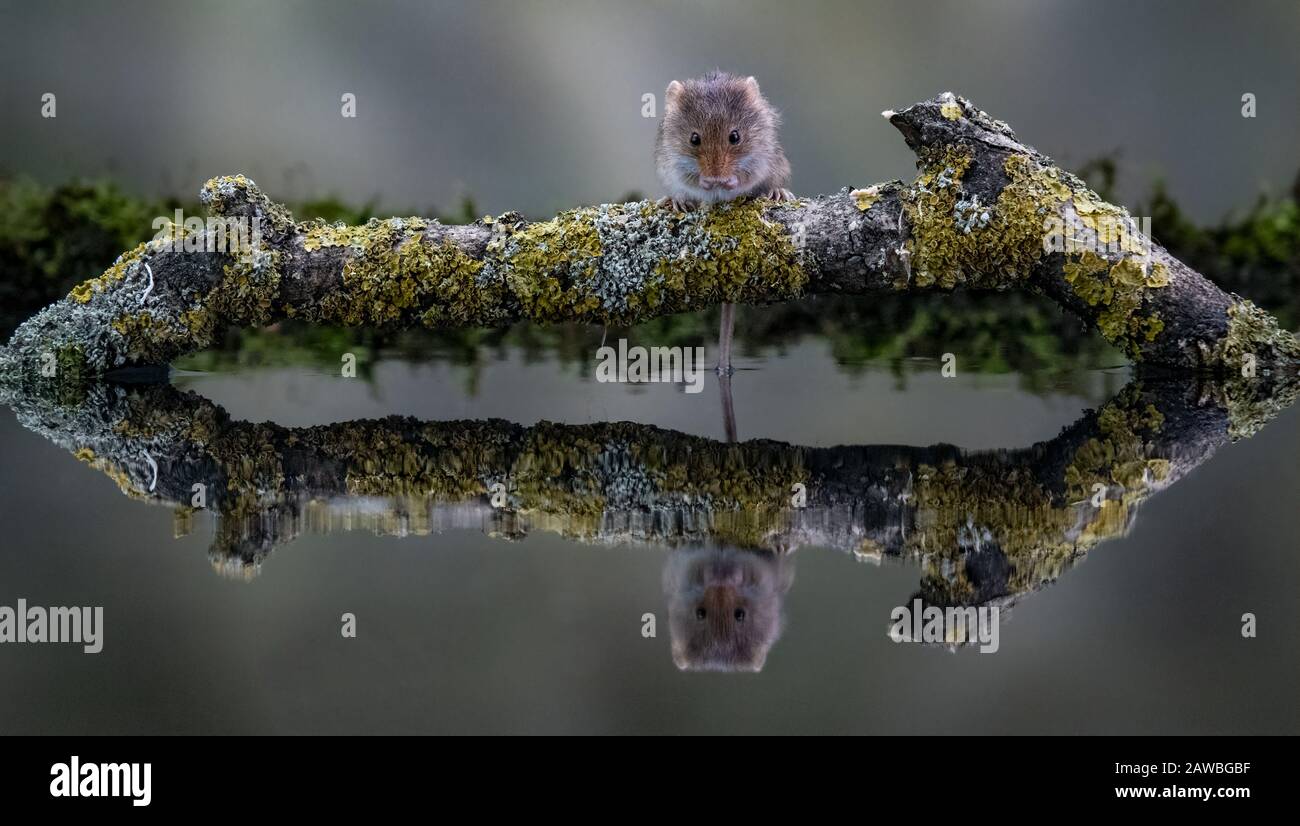 Reflexion der Harvest Mouse (Micromys minutus) Stockfoto