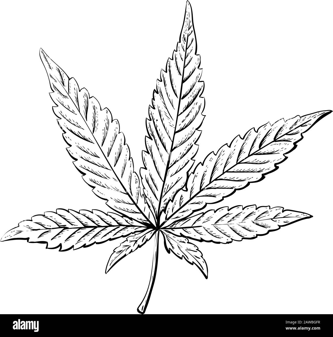 Cannabis- oder Marihuanablatt. Jahrgang. Handrealistische Zeichnung. Vektorgravur. Stock Vektor