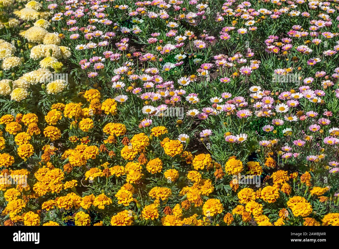 Bellis perennis, orange und gelb marigold Stockfoto