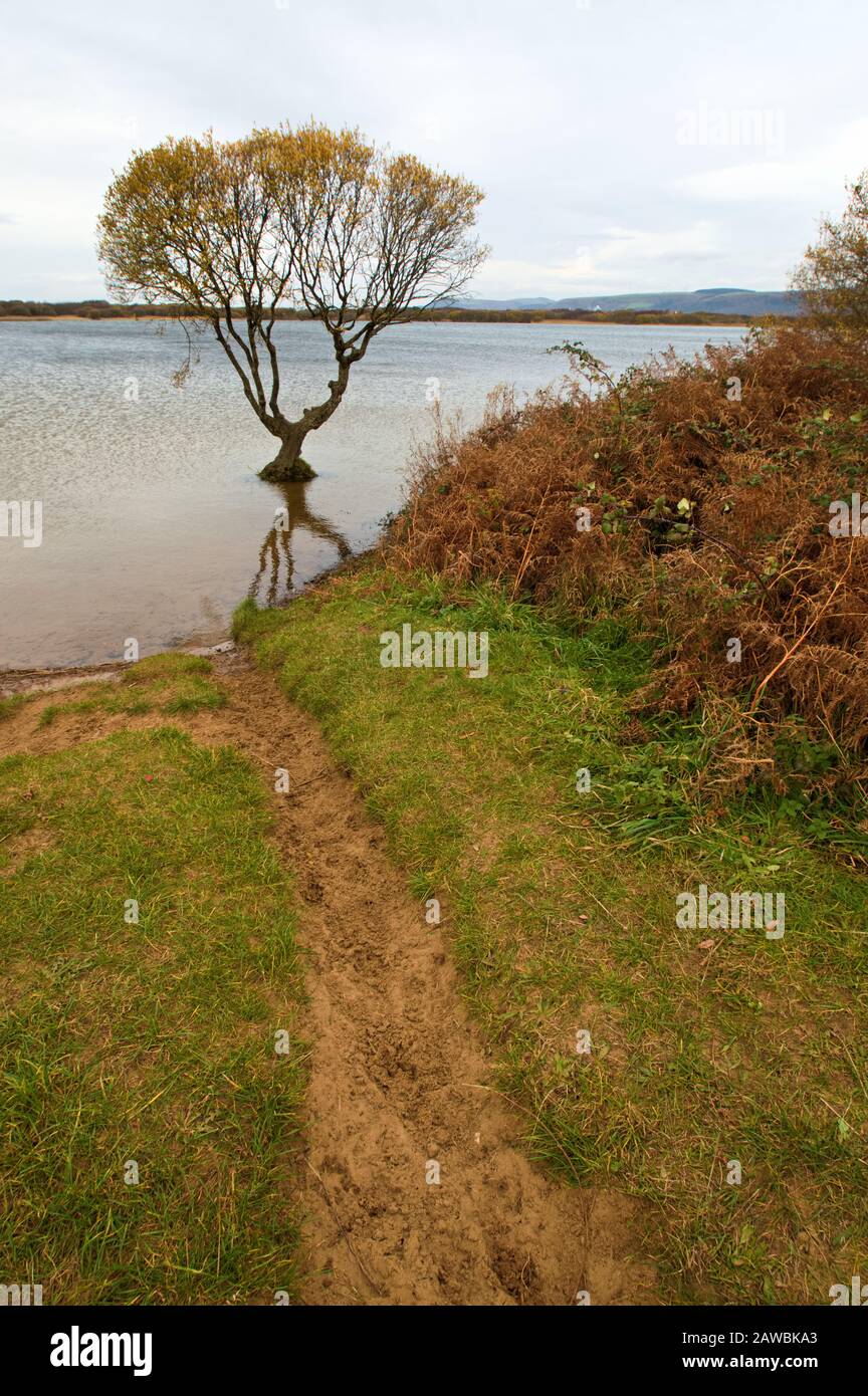 Pfad zum Lone Tree Stockfoto