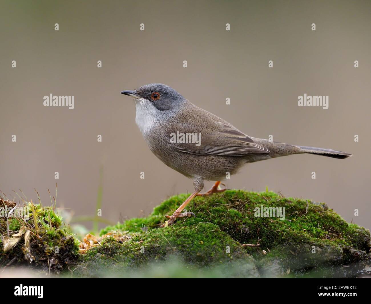 Sardischer Hexer, Sylvia melanocephala, alleinstehende Frau auf dem Felsen, Spanien, Januar 2020 Stockfoto