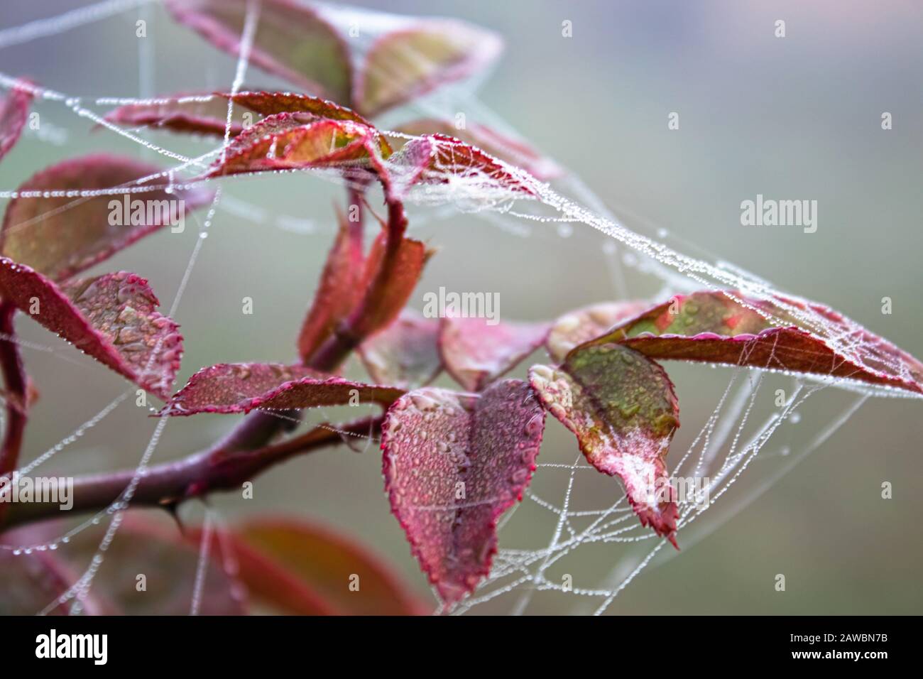 Spinnennetz auf grünen Blättern einer Rose vor grünem Gras. Nahaufnahme. Stockfoto