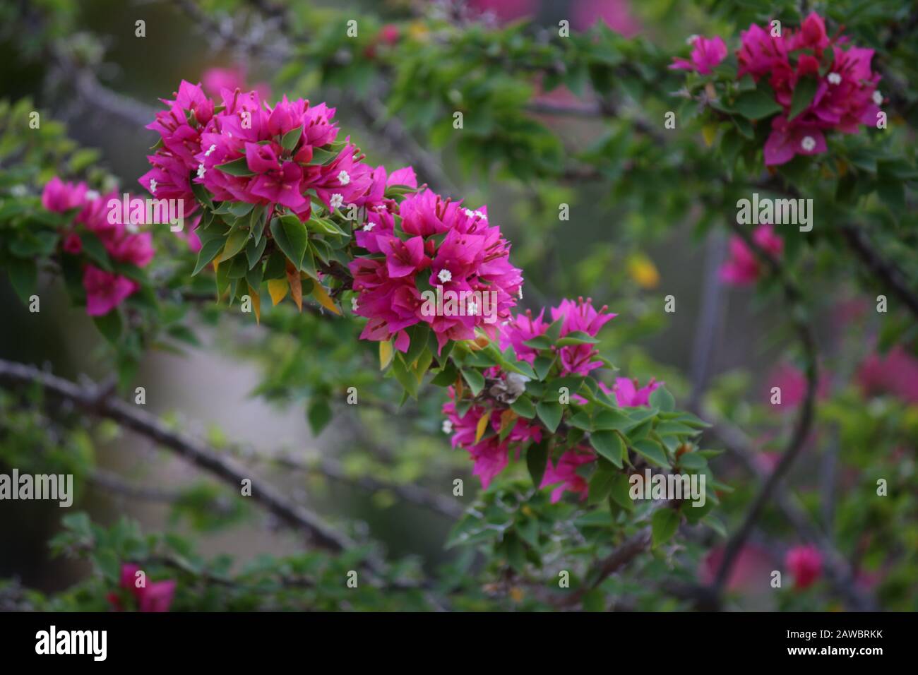 Australische Gartenanlage Bougainvillea Stockfoto