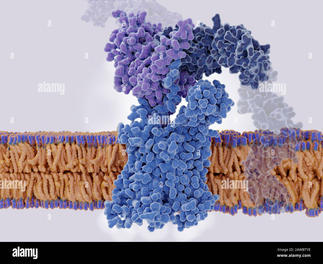 HIV-Interaktion mit den Rezeptoren CCR5 und CD4, Abbildung Stockfoto