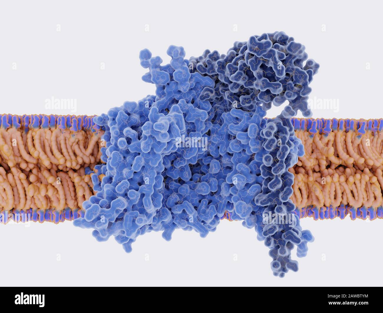 Spannungsgetriggerter Natriumkanal in Membran, Molekularmodell Stockfoto