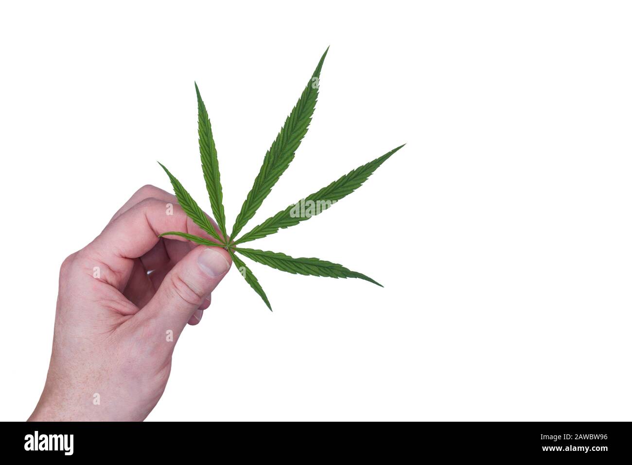 Marihuana bleibt in der Hand. Auf weißem Hintergrund Stockfoto
