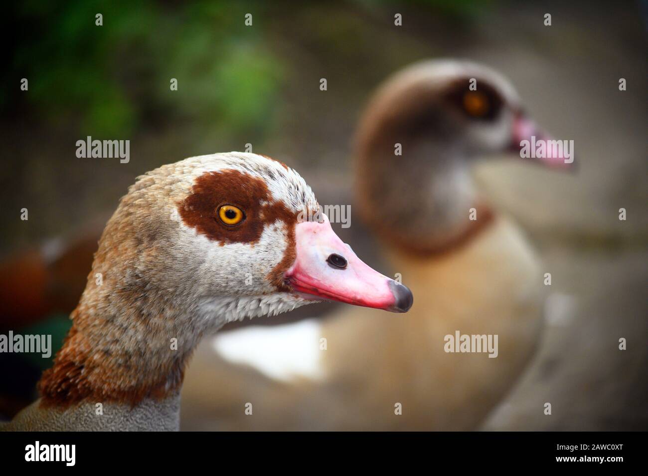 Ägyptische Gänse (Alopochen aegyptiaca) im Kelsey Park, Beckenham, Greater London. Nahaufnahme des Kopfes einer ägyptischen Gans. Stockfoto