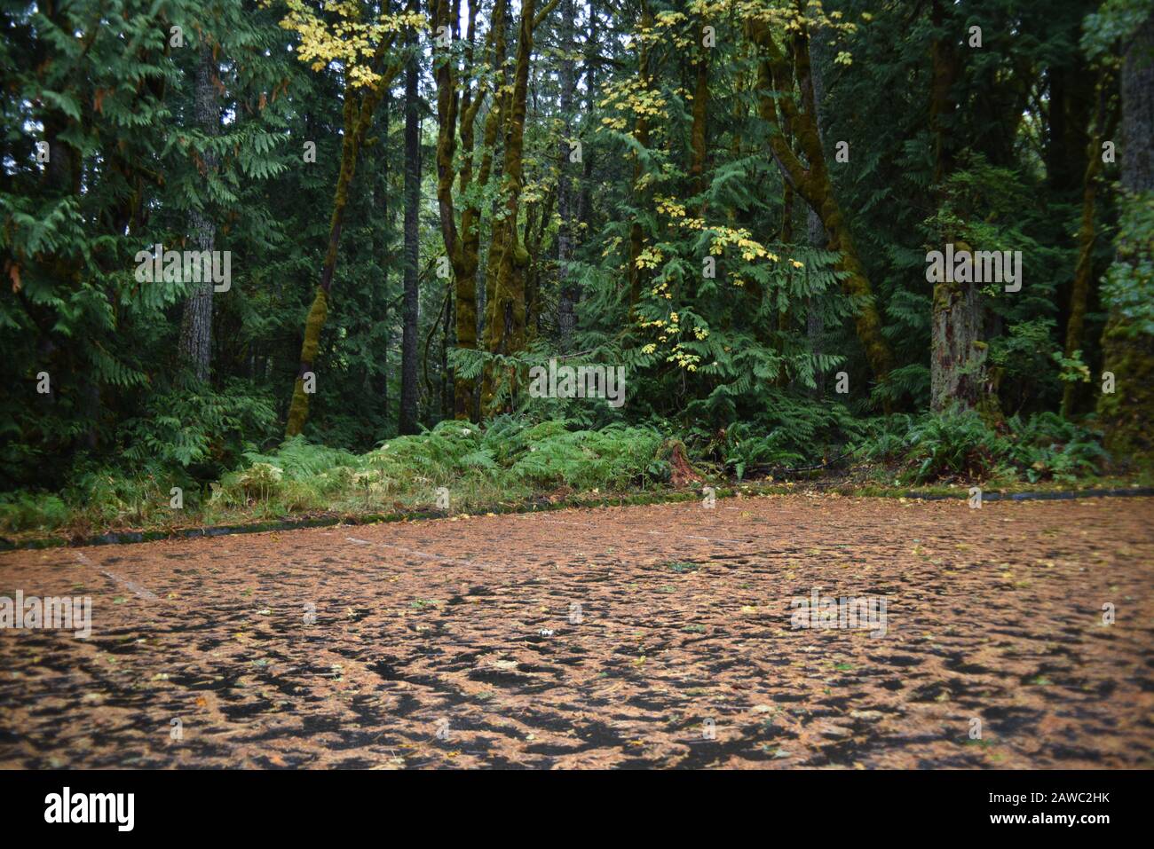 Washington, USA, 19. Oktober 2017. Olympic National Park Moments in Time Trail. Ruhiger Fußweg durch moosbedeckte Kiefern, Farne und Stümpfe Stockfoto