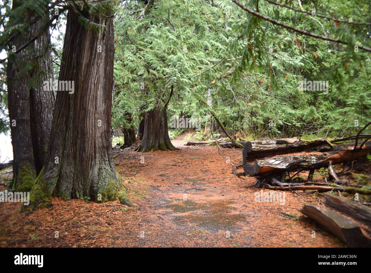 Washington, USA, 19. Oktober 2017. Olympic National Park Moments in Time Trail. Ruhiger Fußweg durch moosbedeckte Kiefern, Farne und Stümpfe Stockfoto