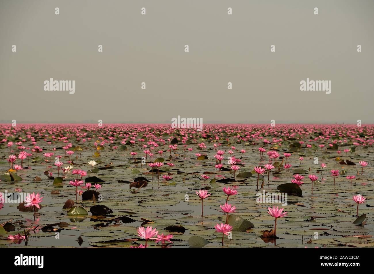 Udon Thani Isan Thailand - Red Lotus Lake Stockfoto