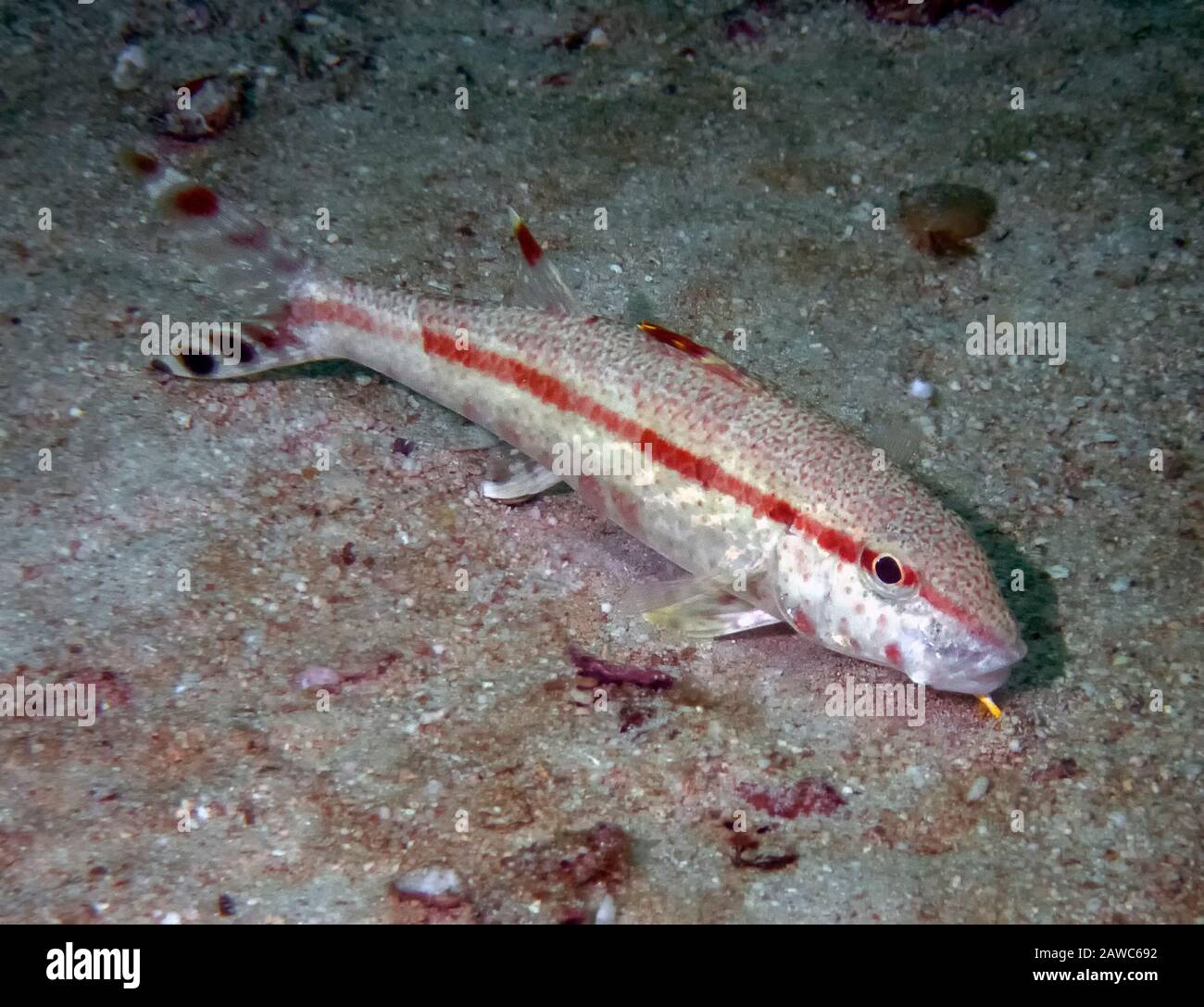 Gefreckter Goatfish (Upeneus tragula) auf den Philippinen Stockfoto