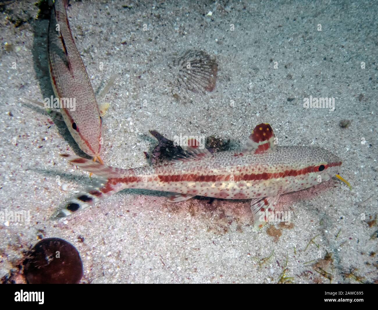 Gefreckter Goatfish (Upeneus tragula) auf den Philippinen Stockfoto