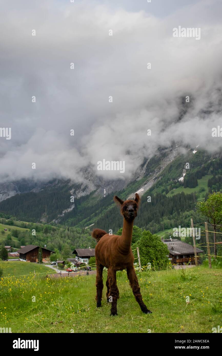 Braune Alpaka im Alpental der Schweiz Stockfoto