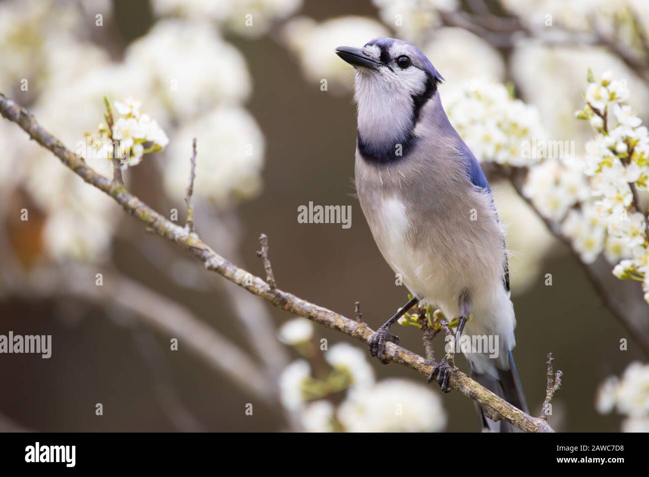 Blauer Jay Thront im Pflaumenbaum Stockfoto
