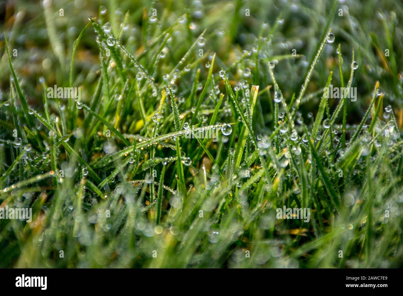 Frühlingsgrüngras mit Regentropfen Stockfoto