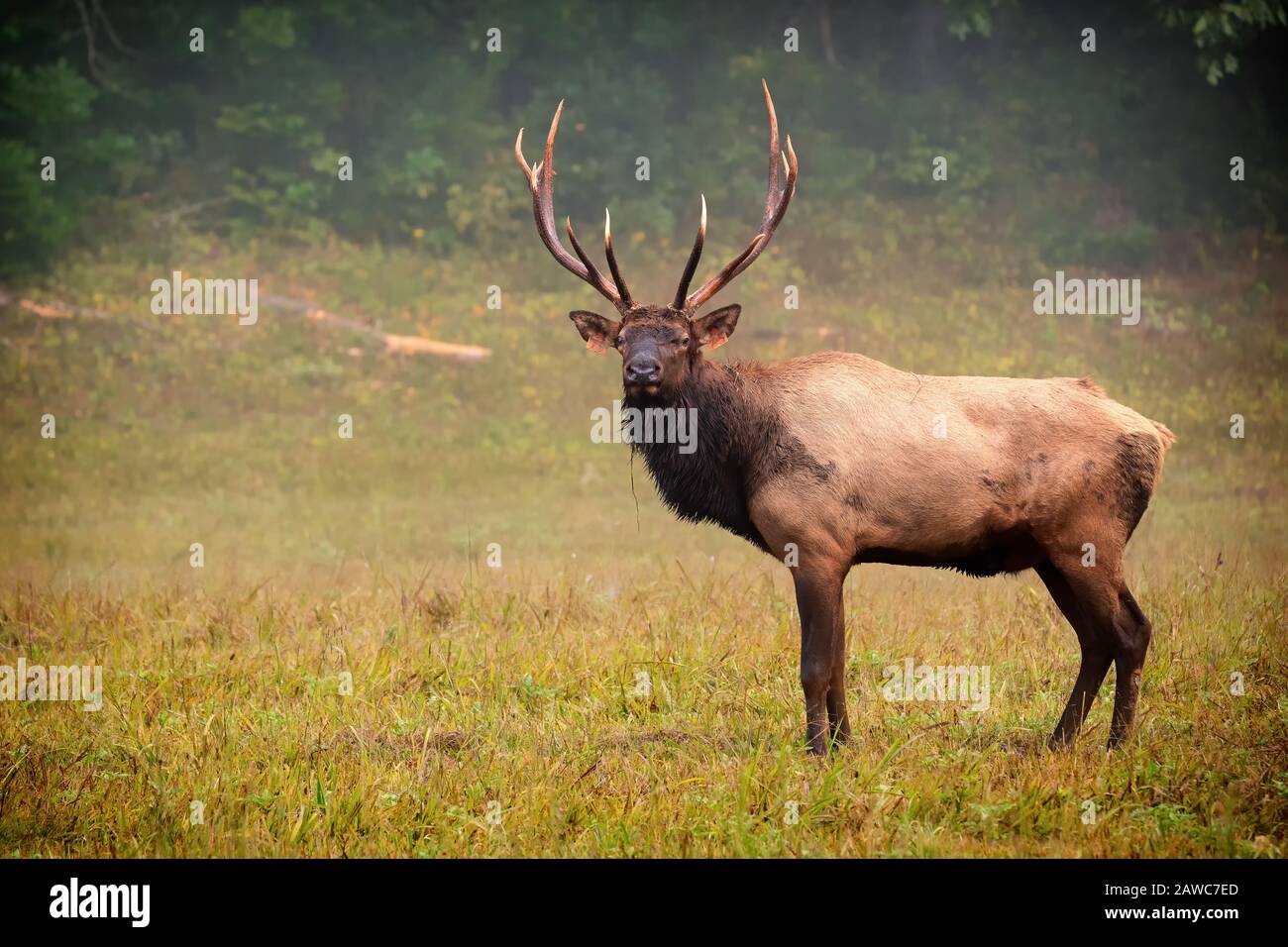 Ein Bullenelk pausiert und blickt auf die Kamera. Stockfoto